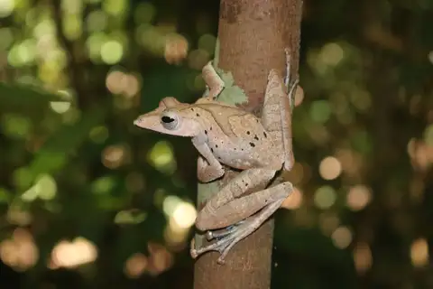 Collett's Tree Frog