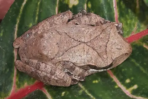 Common Hourglass Tree Frog