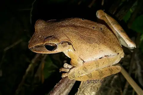 Polypedates himalayensis