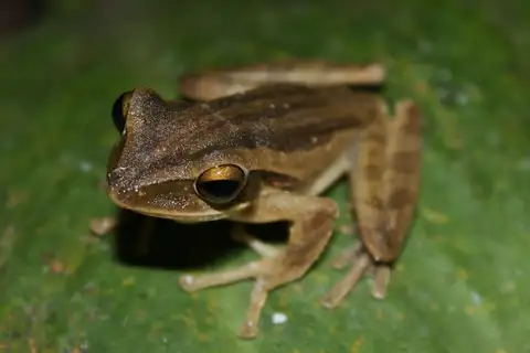 Common Southeast Asian Tree Frog