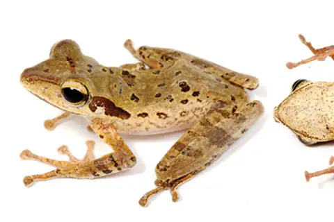 Dark-eared Tree Frog