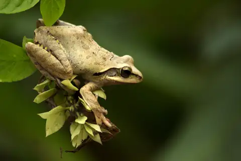 Chunam Tree Frog