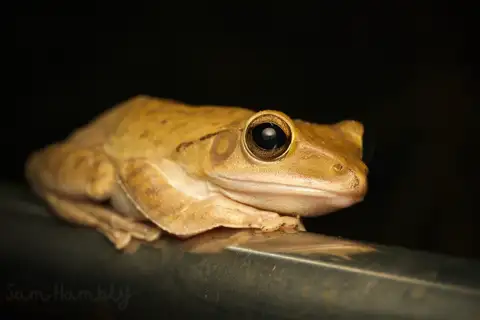 Spot-legged Tree Frog