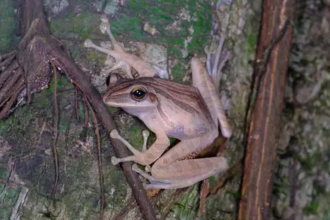 Burmese whipping frog