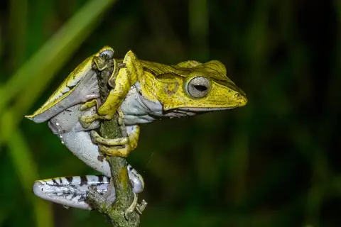 File-eared Tree Frog