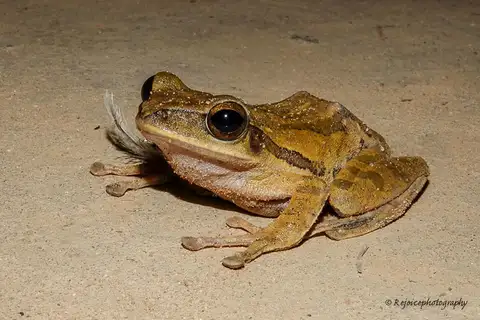 Six-lined Tree Frog