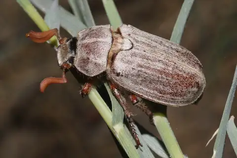 Polyphylla cavifrons