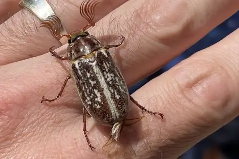 High Mountain June Beetle