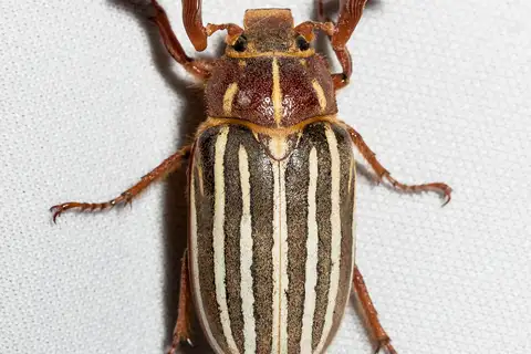 Long-haired June Beetle