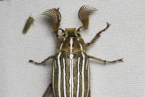 Ten-lined June Beetle