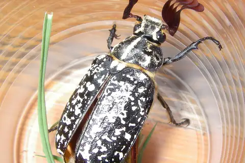 Pine Chafer