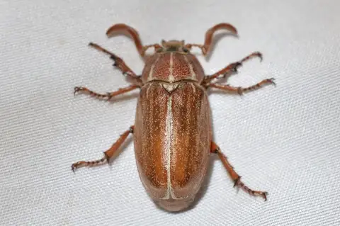 Hammond's Lined June Beetle