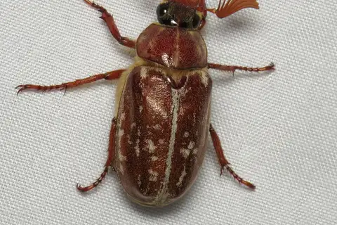 Variegated June Beetle