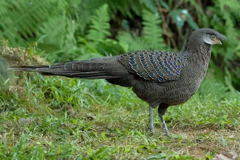 Grey Peacock-Pheasant
