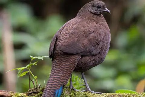 Sumatran Peacock-Pheasant
