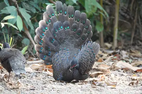 Germain's Peacock-Pheasant