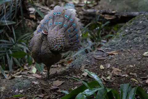 Hainan Peacock-Pheasant