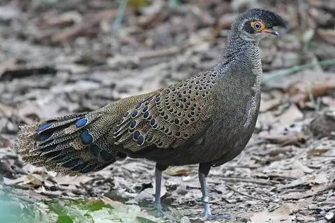 Malayan Peacock-Pheasant