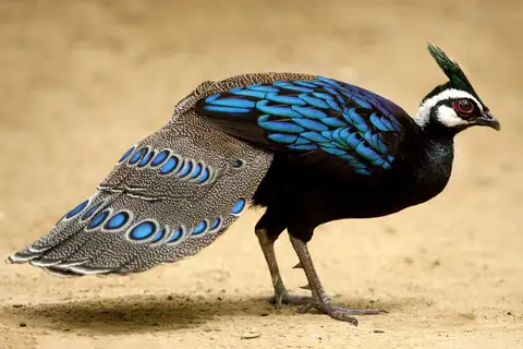 Palawan Peacock-Pheasant