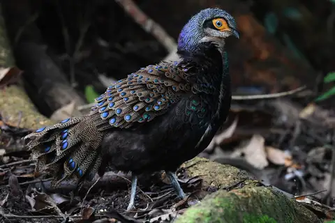 Bornean Peacock-Pheasant