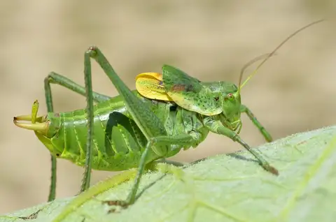 Bull Bush-cricket