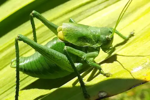 Short-tailed Bull Bush-cricket