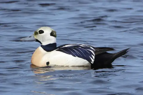 Steller's Eider