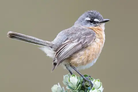 Grey-backed Tachuri