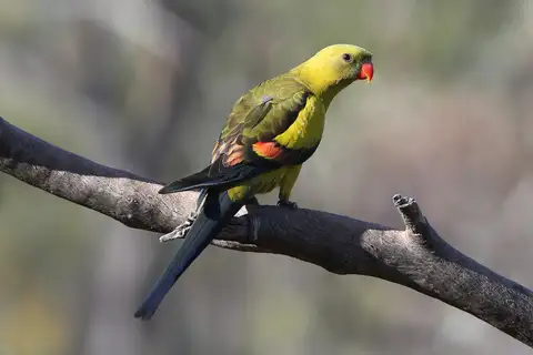 Regent Parrot