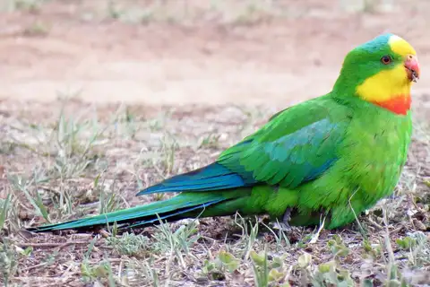 Superb Parrot
