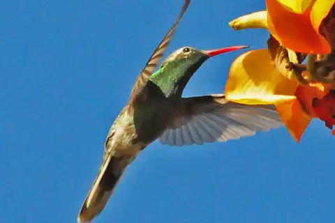 White-tailed Goldenthroat