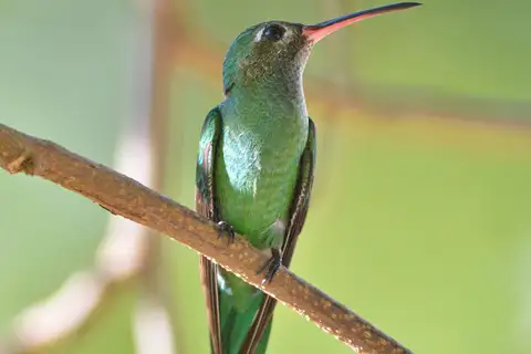 Green-tailed Goldenthroat