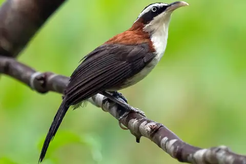 Sunda Scimitar Babbler