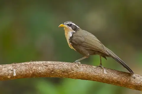 Indian Scimitar Babbler