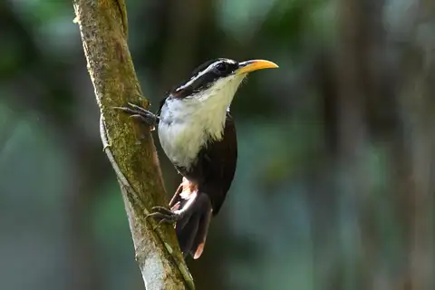 Sri Lanka Scimitar Babbler