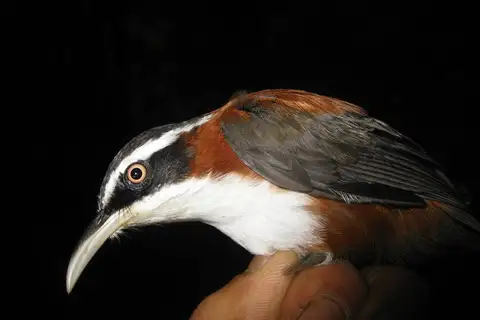 Javan Scimitar Babbler