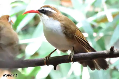 Red-billed Scimitar Babbler