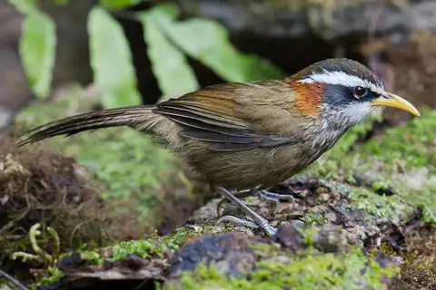 Streak-breasted Scimitar Babbler