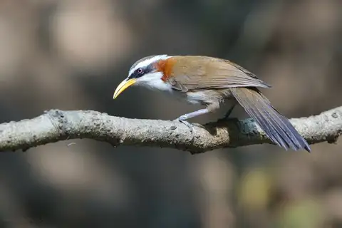 White-browed Scimitar Babbler
