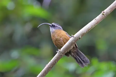 Slender-billed Scimitar Babbler