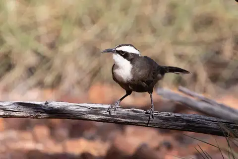 Hall's Babbler