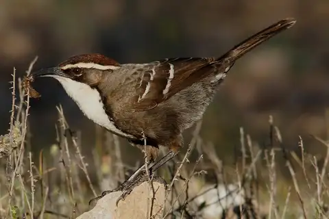 Chestnut-crowned Babbler