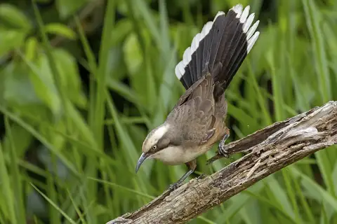 Grey-crowned Babbler