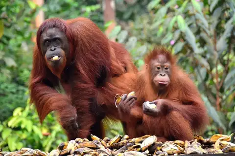 Bornean Orangutan