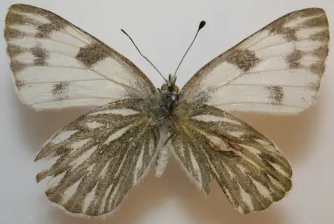 Checkered White