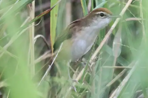 Fly River Grassbird