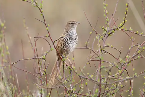 New Zealand Fernbird