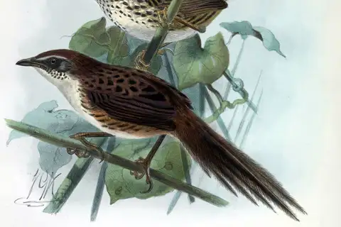 Chatham Islands Fernbird