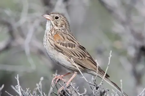 Vesper Sparrow