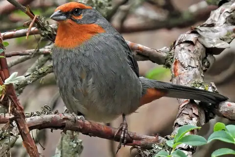 Tucuman Mountain Finch